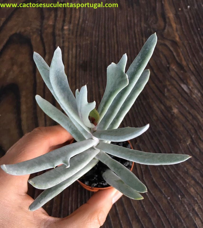 Cotyledon orbiculata Staghorn