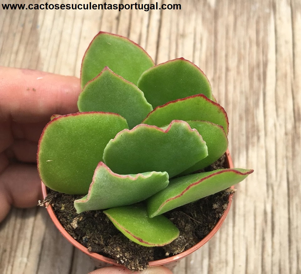 Cotyledon orbiculata var. oblonga 'Macrantha'