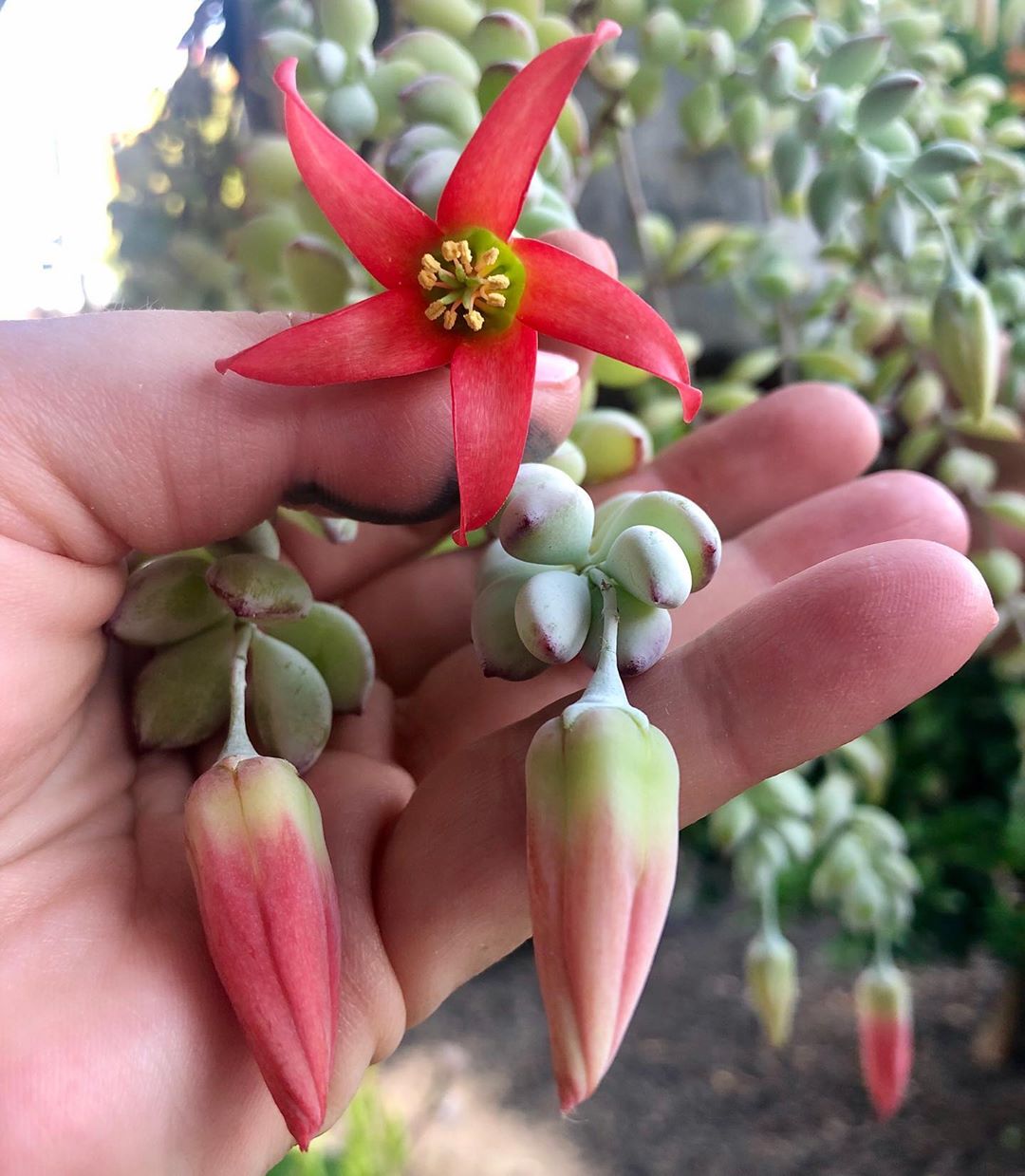 Cotyledon pendens