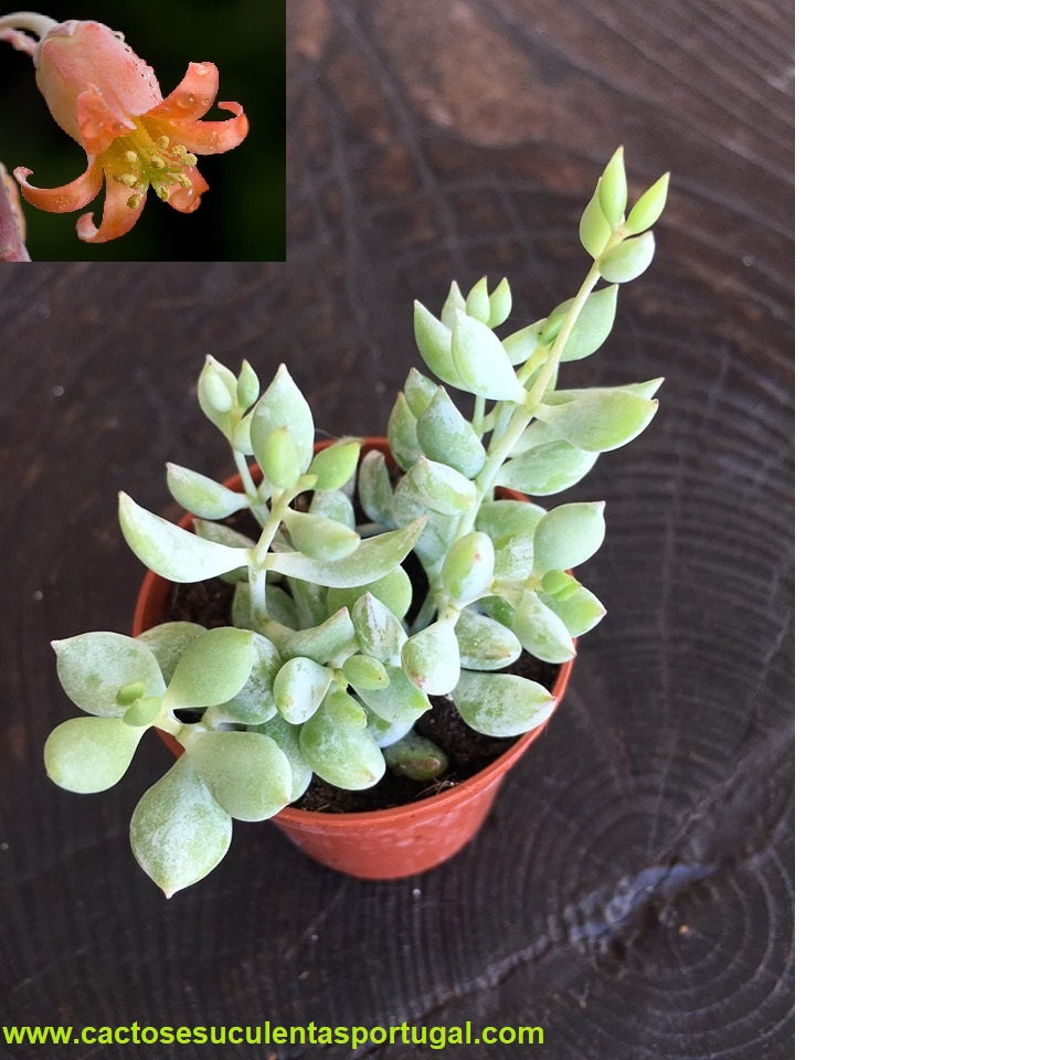 Cotyledon pendens