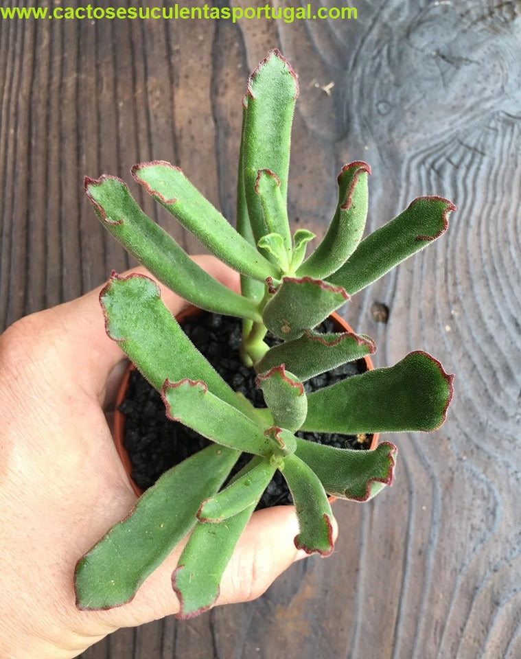 Cotyledon teretifolia