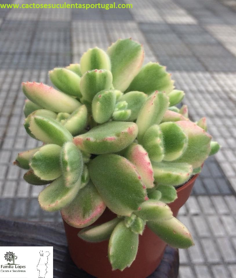 Cotyledon tomentosa variegata