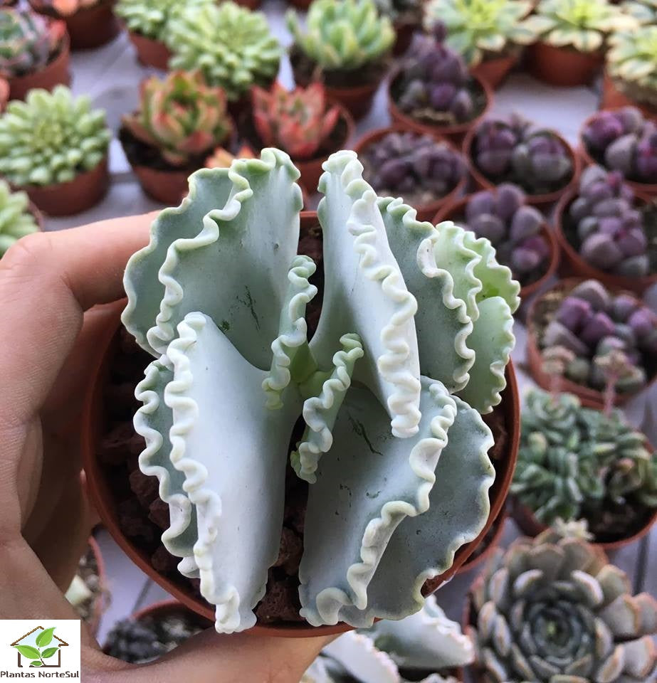 Cotyledon orbiculata var. oblonga undulata