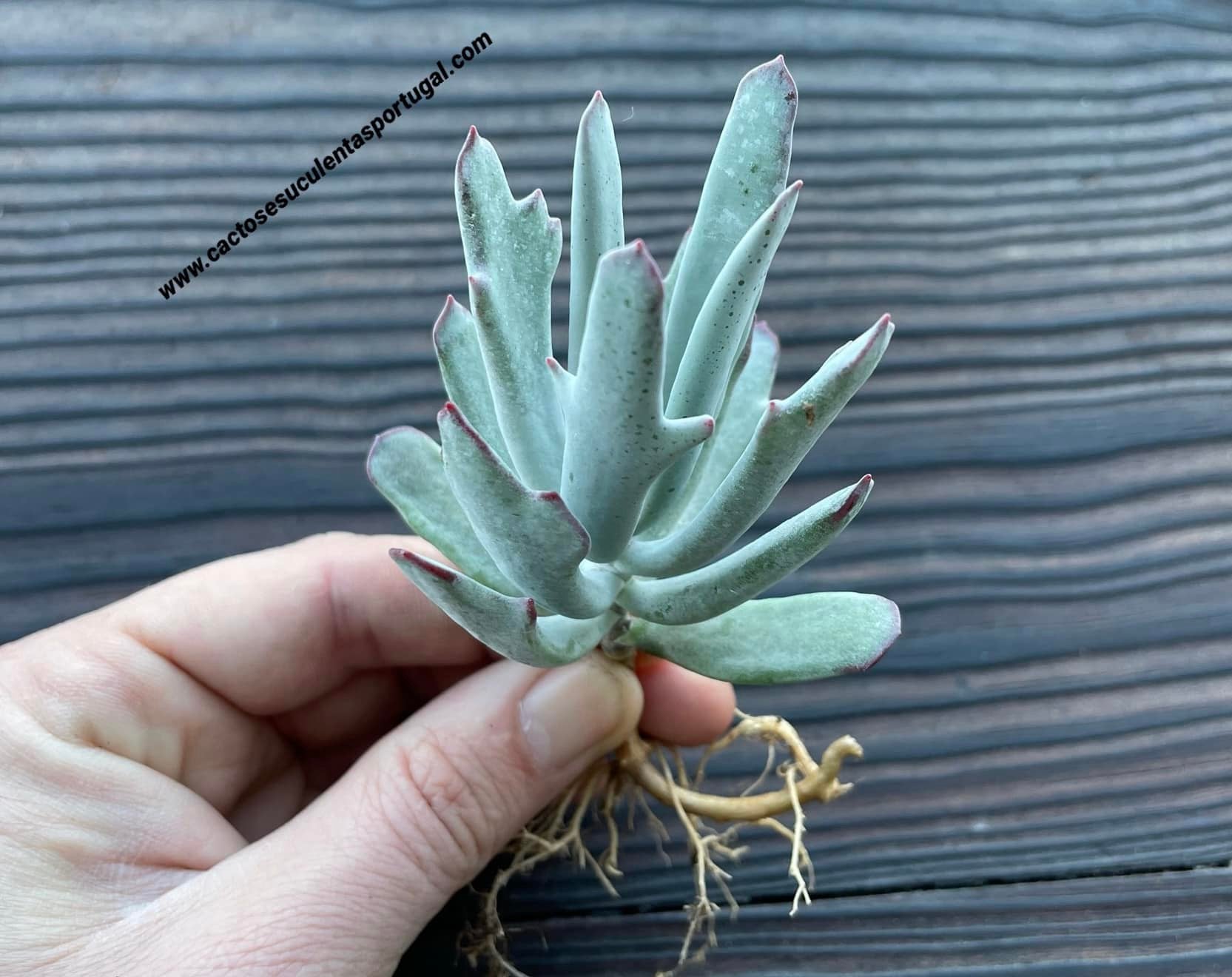 Cotyledon orbiculata 'Staghorn', Chifres de veado 