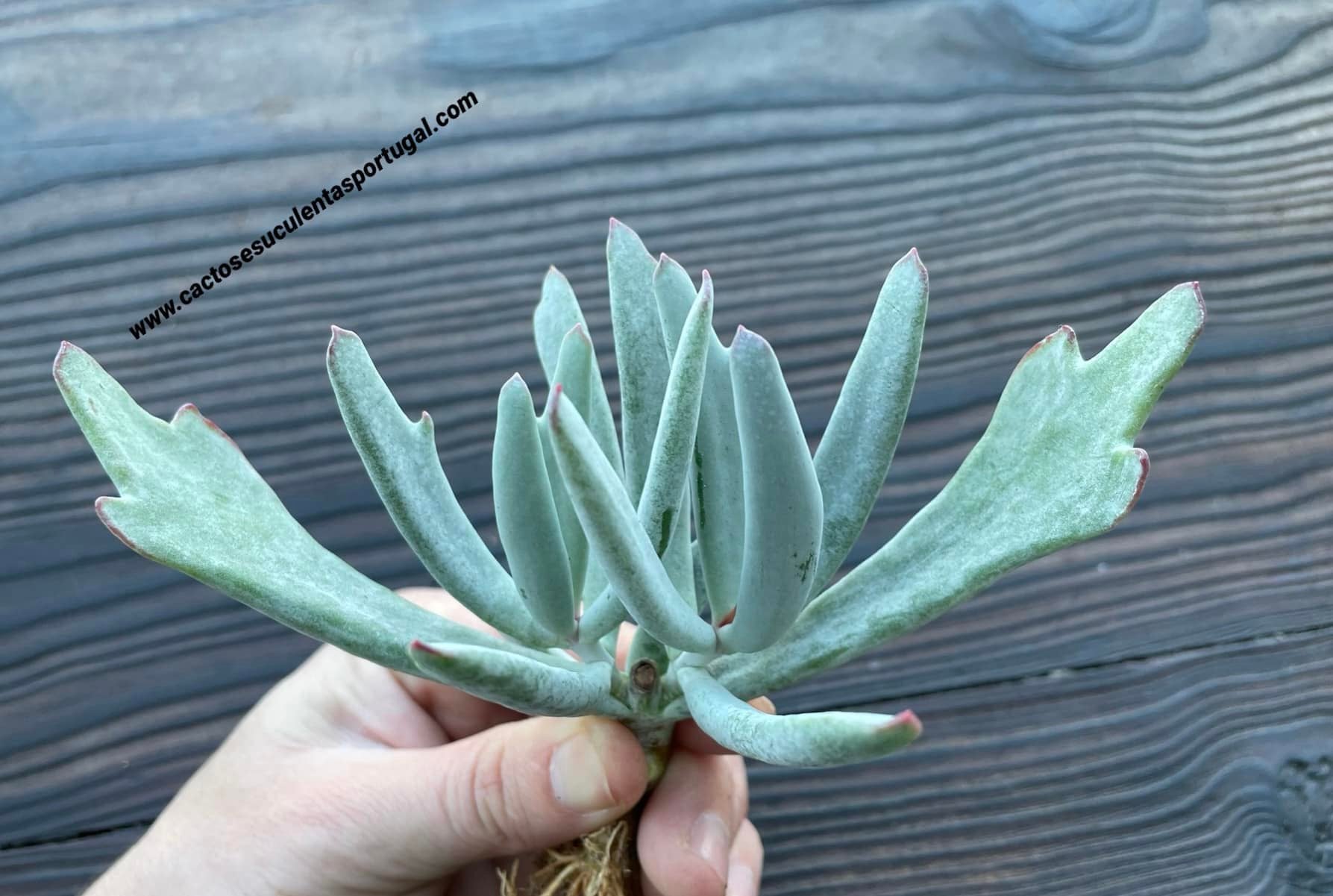 Cotyledon orbiculata 'Staghorn', Chifres de veado 