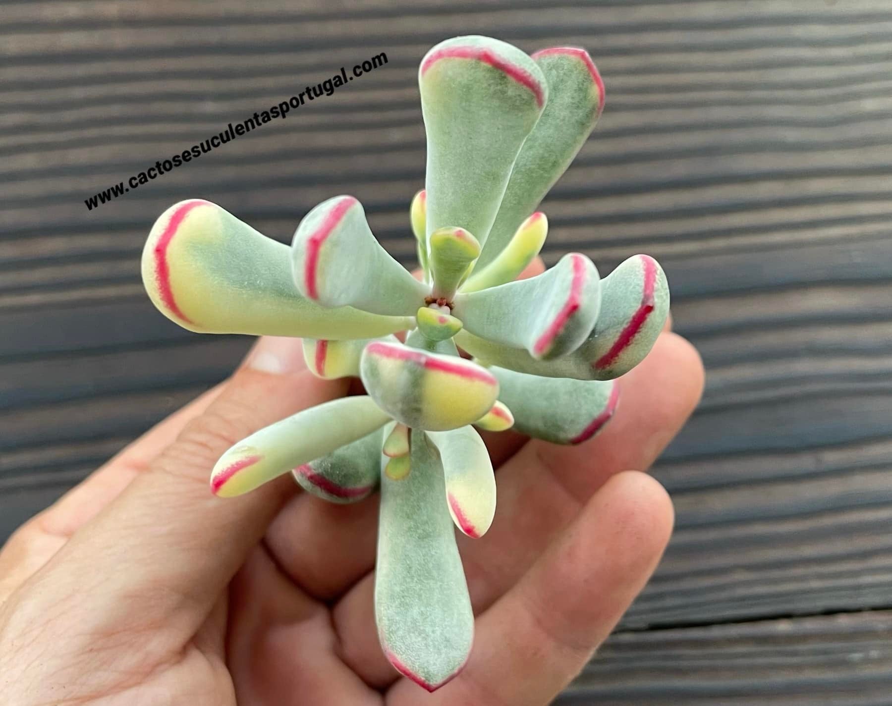 Cotyledon orbiculata var. flanaganii variegated