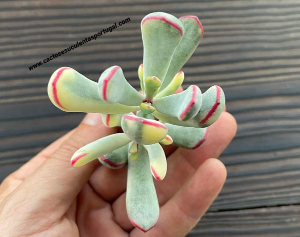 Semillas De Suculenta Cotyledon Orbiculata Rara | 10 Semillas Para Cultivar | Planta Crasa Decorativa
