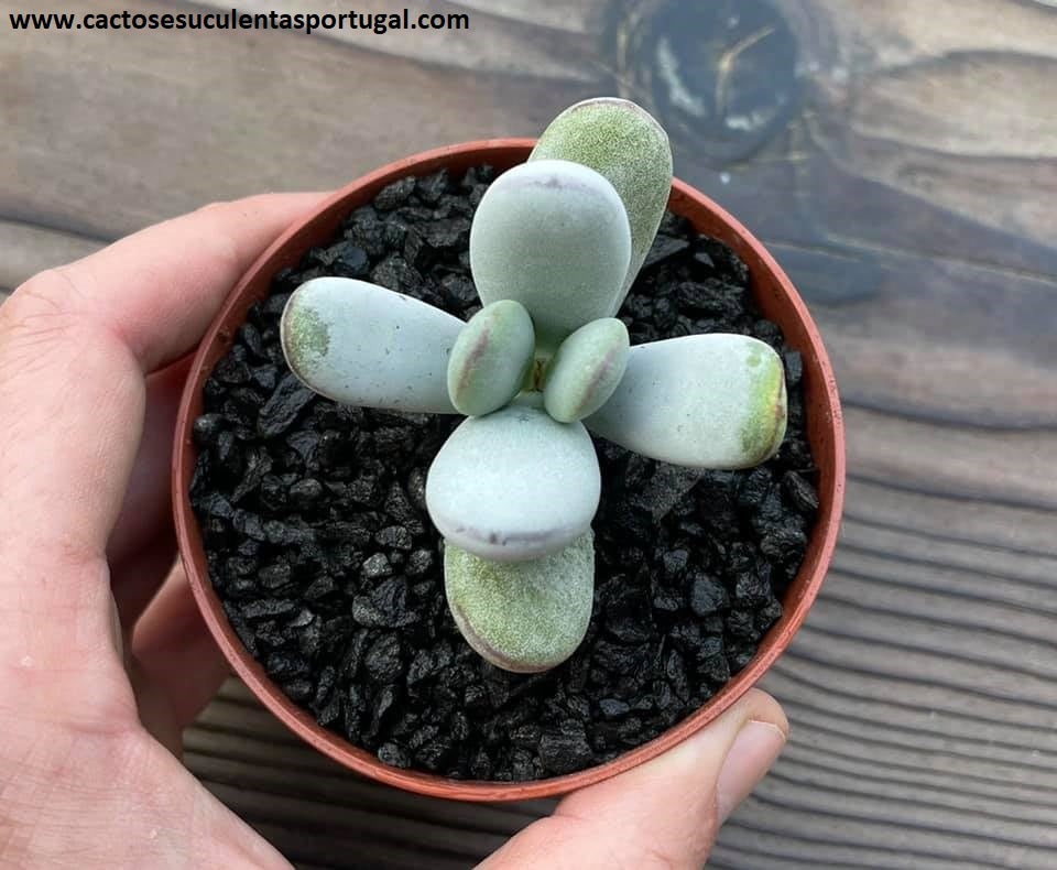 Cotyledon orbiculata var. higginsiae