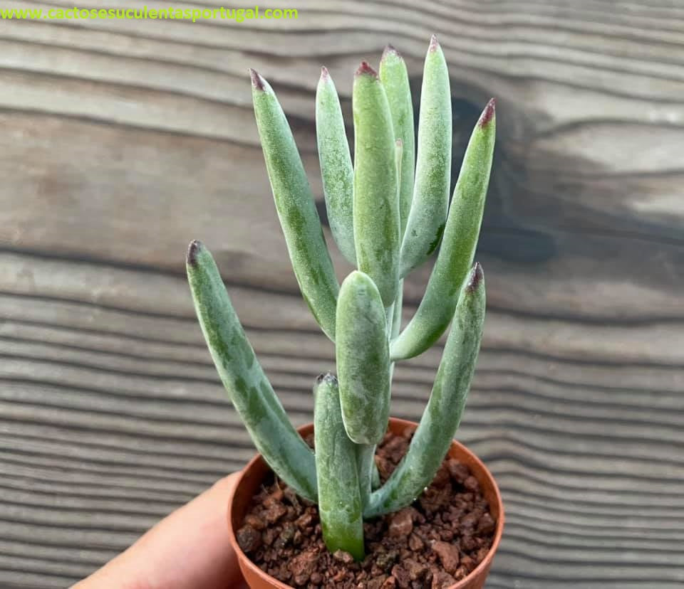 Cotyledon orbiculata var. oblonga 'Flavida'