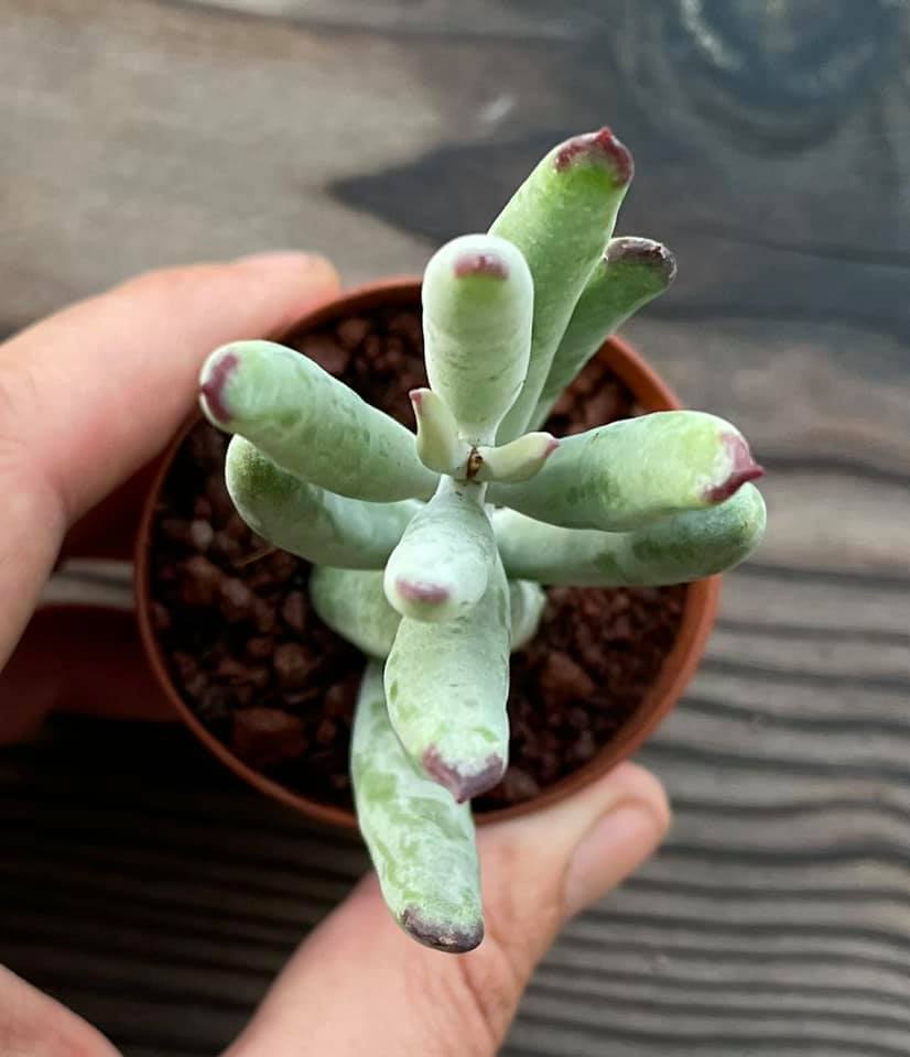 Cotyledon orbiculata var. oblonga 'Flavida'