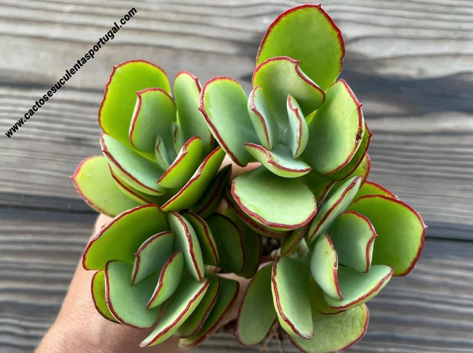 Cotyledon orbiculata var. oblonga 'Macrantha' form. bouquet