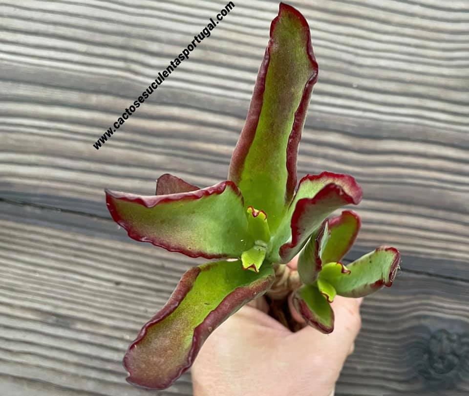 Cotyledon orbiculata var. oblonga 'macrantha' spp