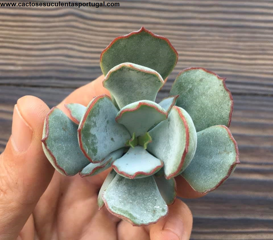 Cotyledon papillaris 'Choco line' 