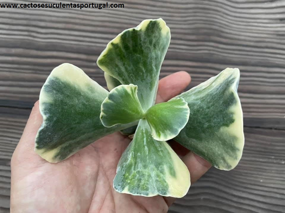 Cotyledon orbiculata variegata