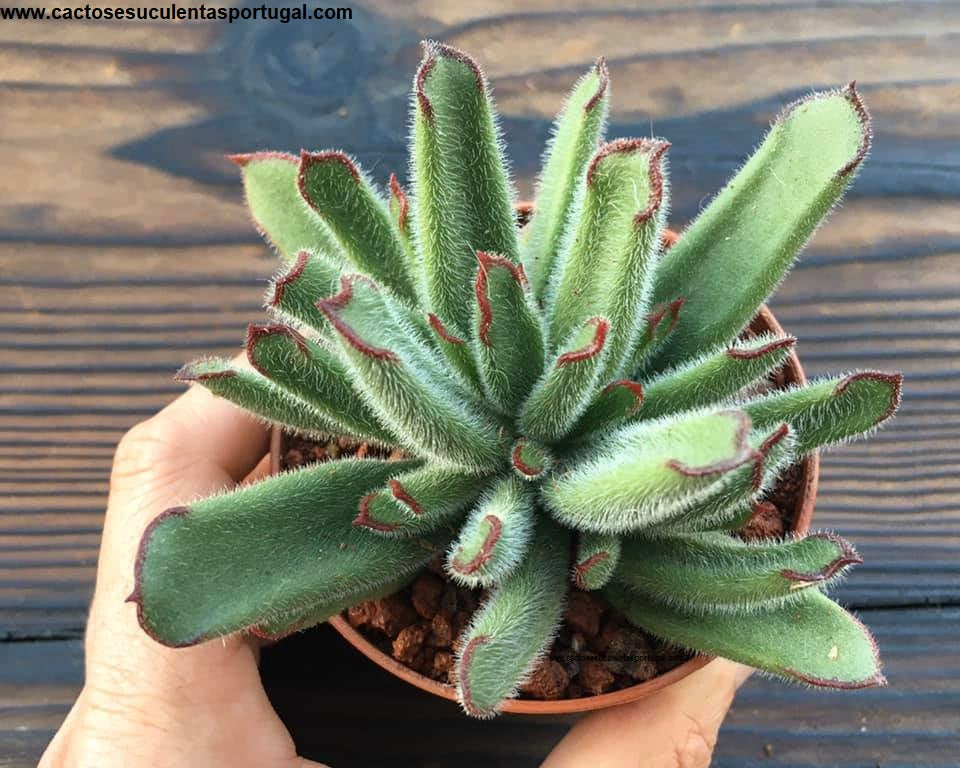 Cotyledon teretifolia (hibride Ex. Jean Michel T.)