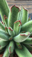 Cotyledon teretifolia 
