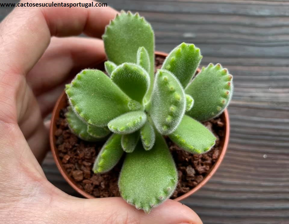 Cotyledon tomentosa, patinhas e urso