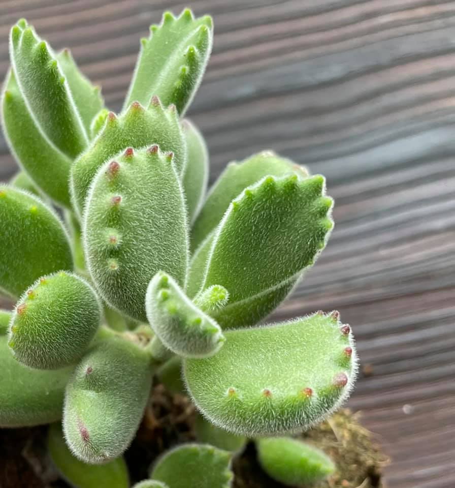 Cotyledon tomentosa, patinhas e urso
