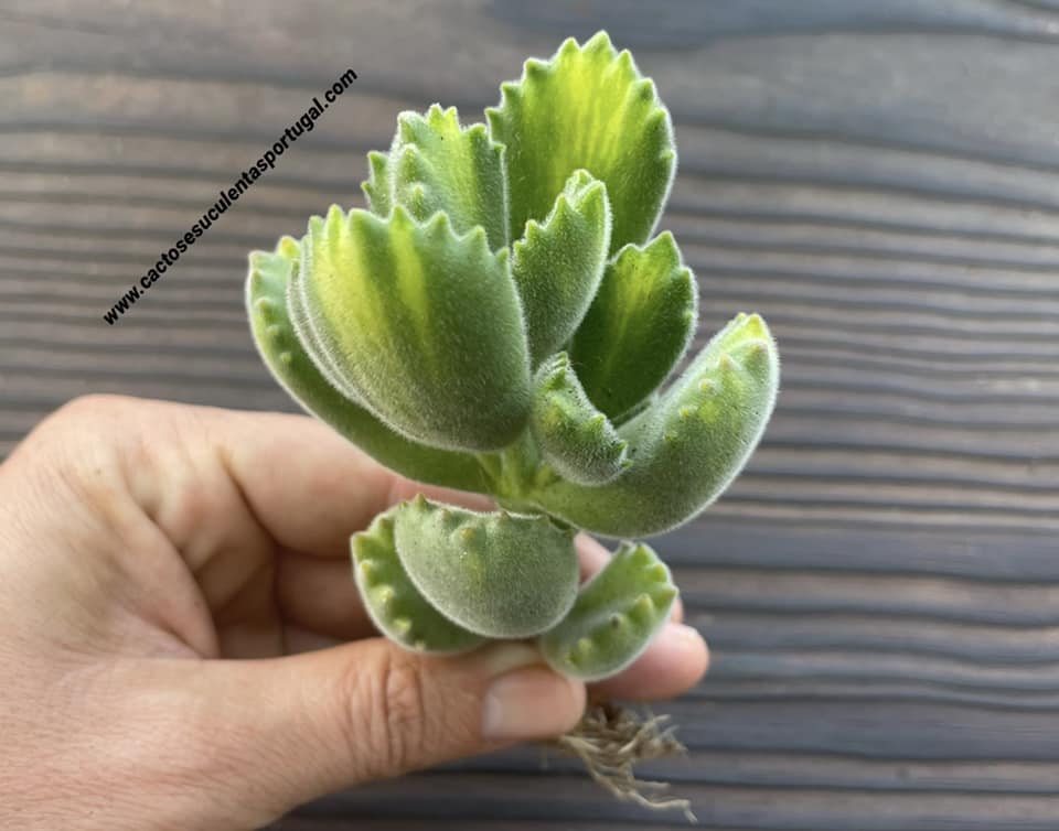 Cotyledon tomentosa 'Lemon Stripe'