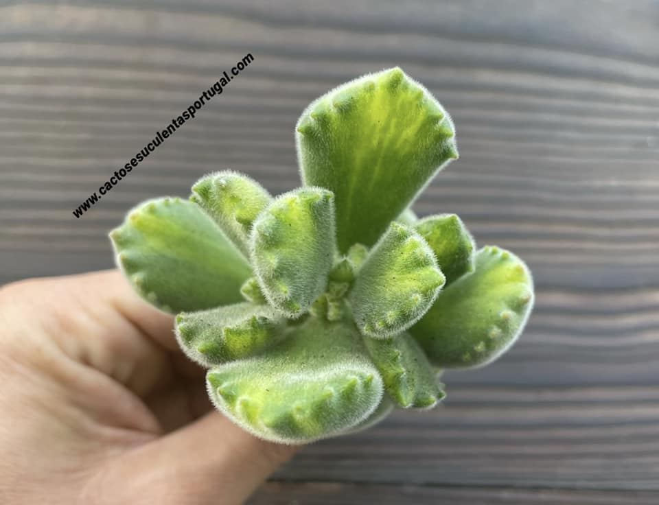 Cotyledon tomentosa 'Lemon Stripe'