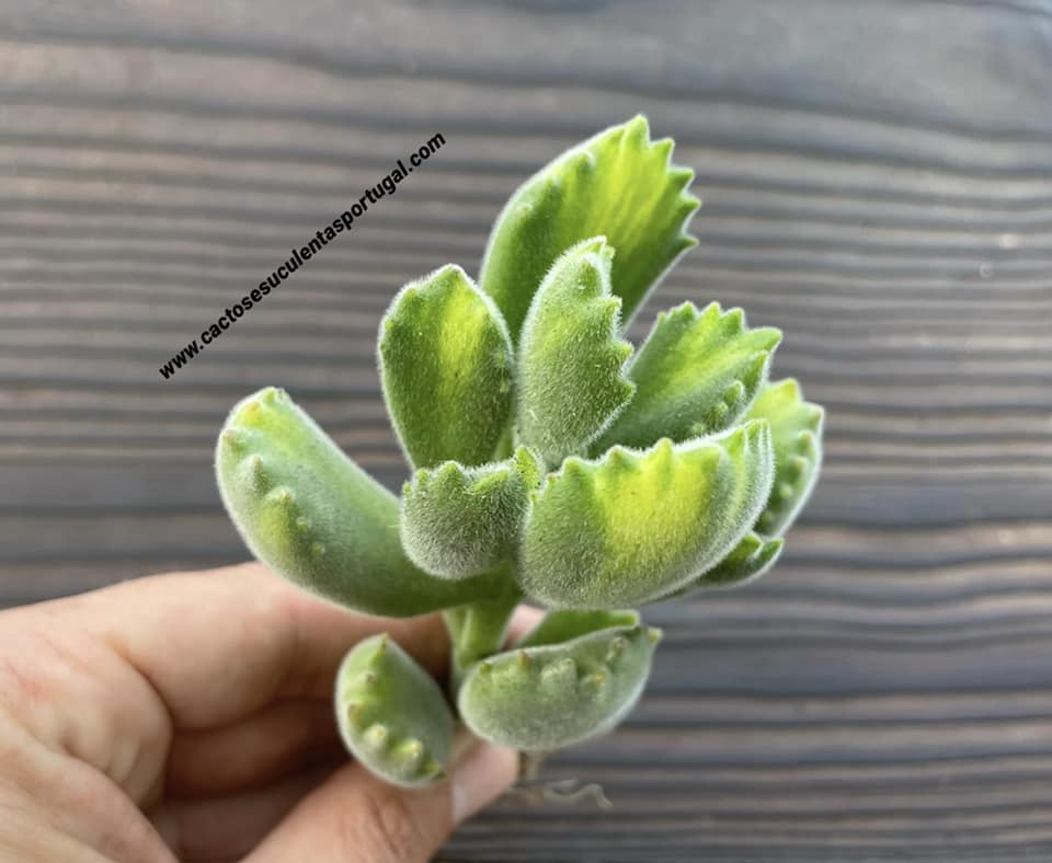 Cotyledon tomentosa 'Lemon Stripe'