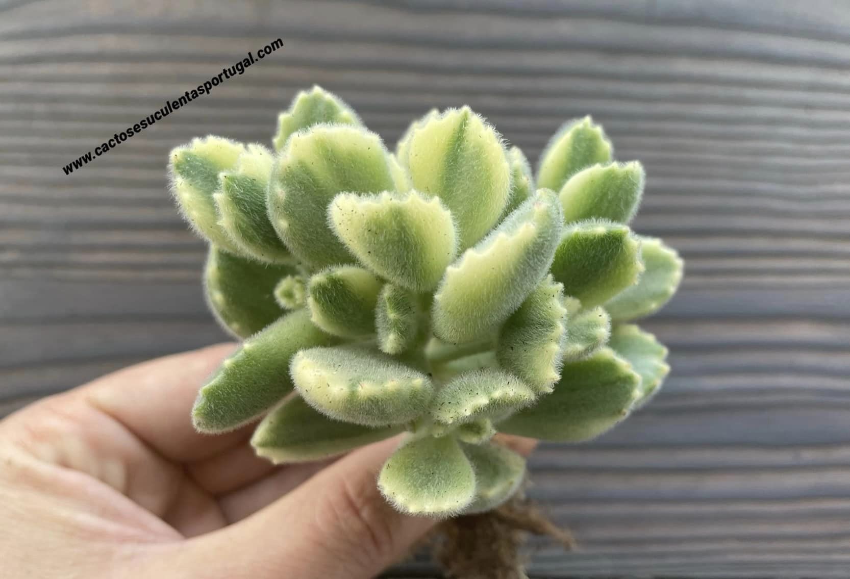 Cotyledon tomentosa f. variegata