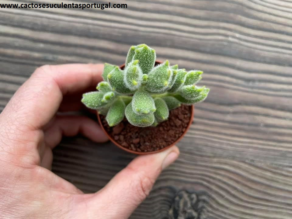 Cotyledon tomentosa subsp. ladismithiensis