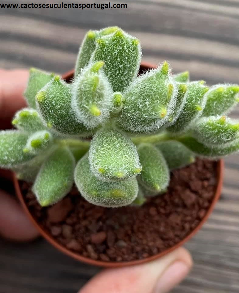 Cotyledon tomentosa subsp. ladismithiensis