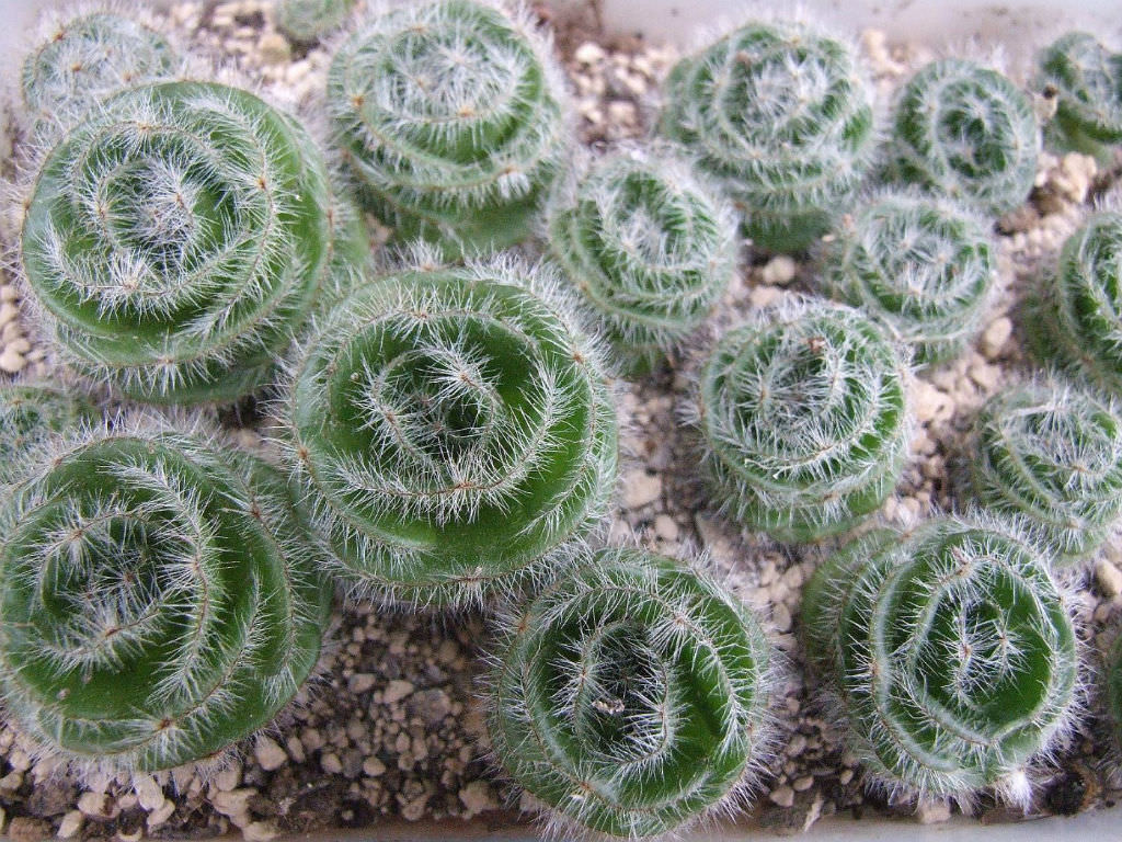 Crassula barbata