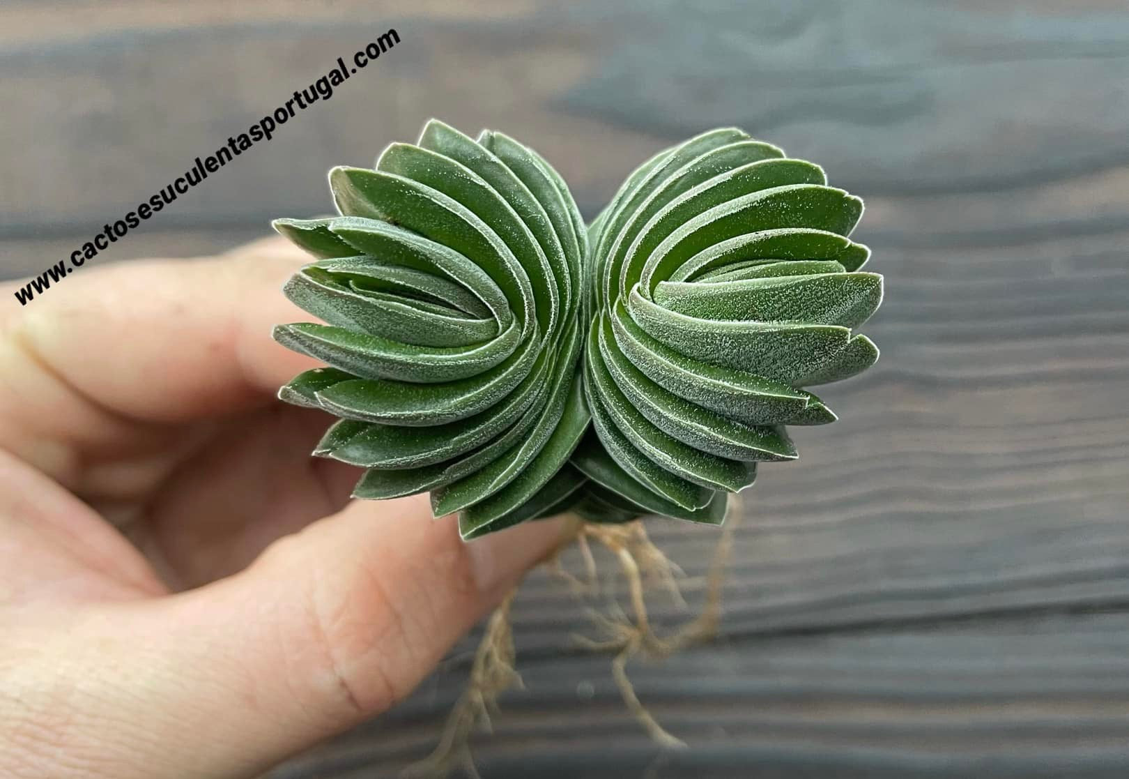 Crassula Buddha's Temple siamese head (very rare)