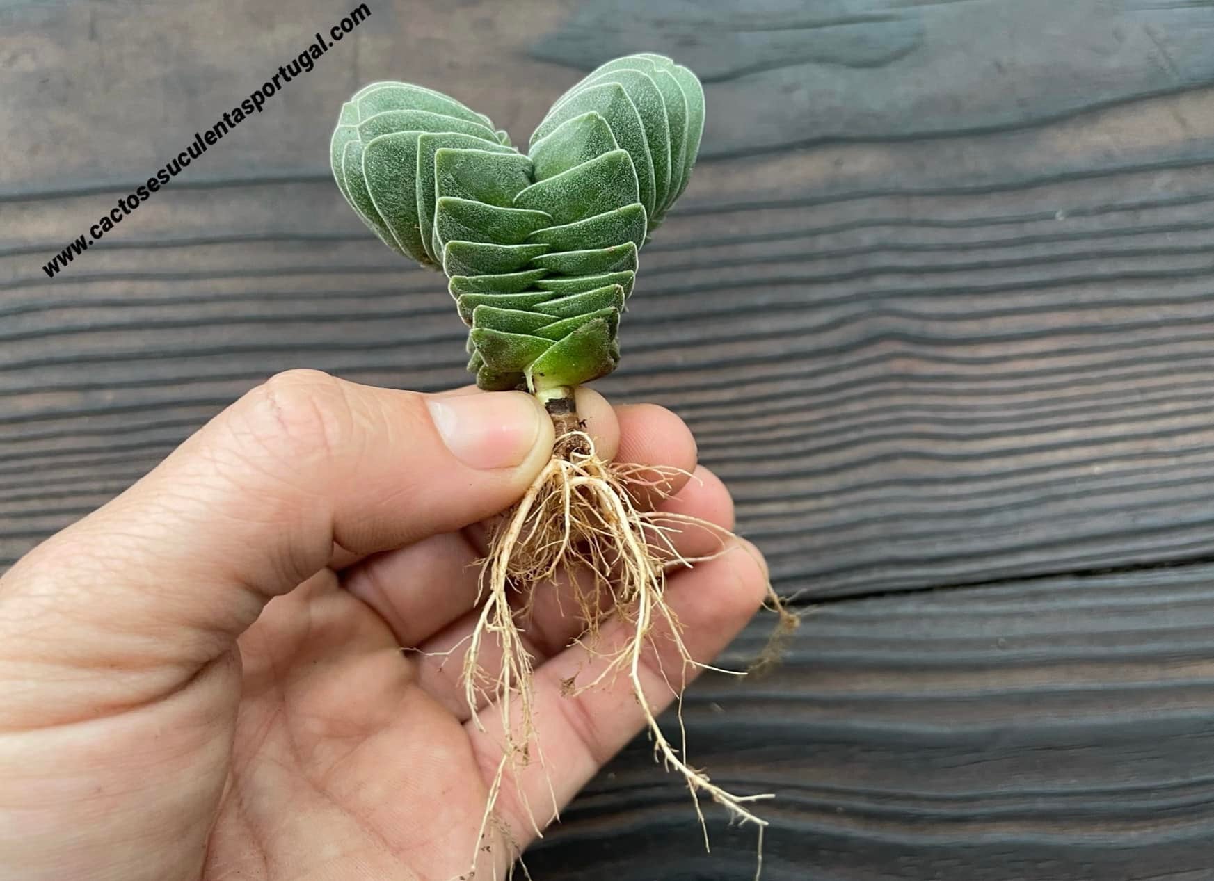 Crassula Buddha's Temple, siamese head (very rare)
