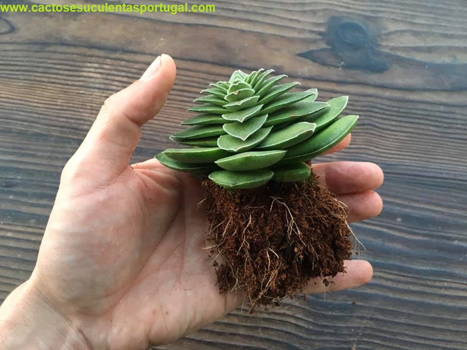 Crassula Capitella Turrita f. "étoilée" (Mutação natural muito rara)