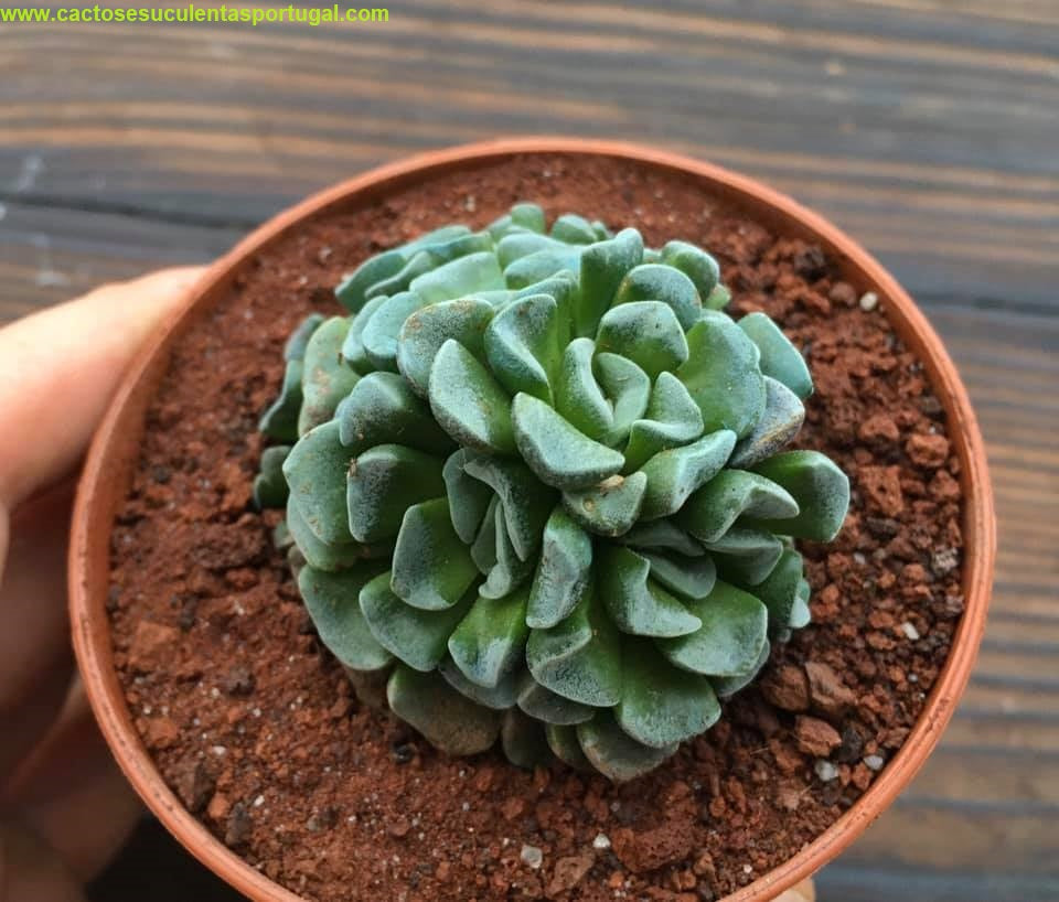 Crassula Dorothy