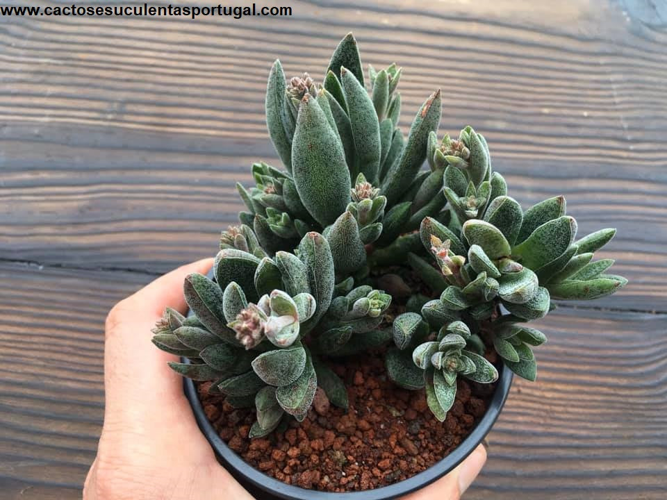 Crassula Justus Corderoy