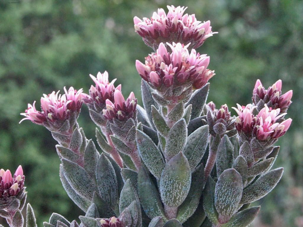 Crassula Justus Corderoy