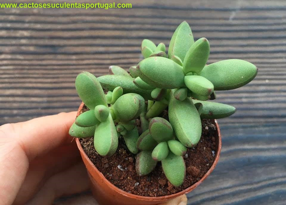 Crassula LUDRITS Crassula nudicaulis var. Herrei Hyb