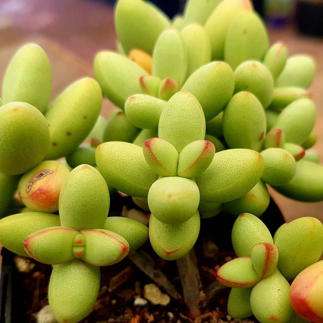 Crassula "Ludrits"
