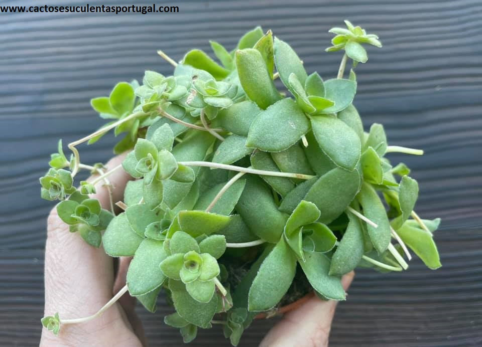 Crassula Orbicularis