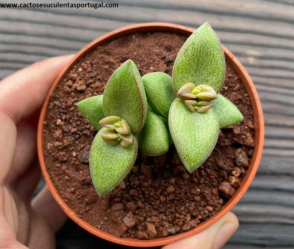 Crassula Rupestris x Talisman 