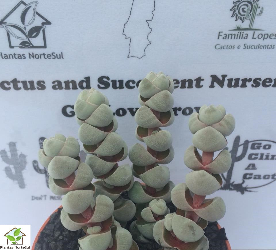 Crassula Arta
