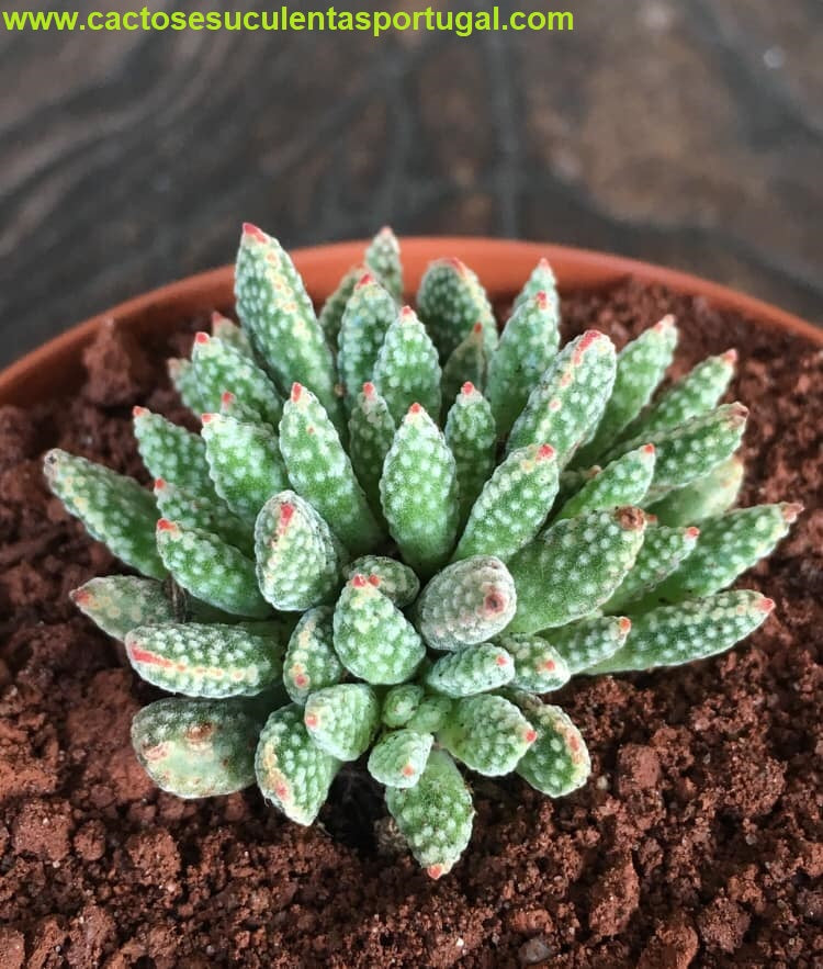 Crassula Ausensis Ssp Titanopsis