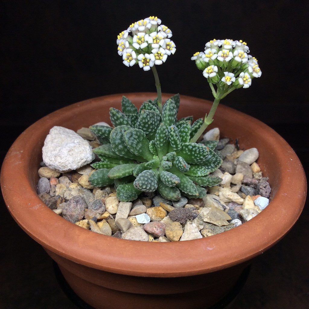 Crassula Ausensis Ssp Titanopsis