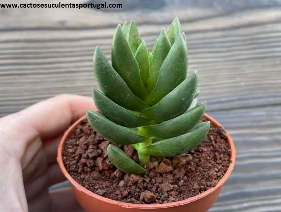 Crassula 'Benjamin'