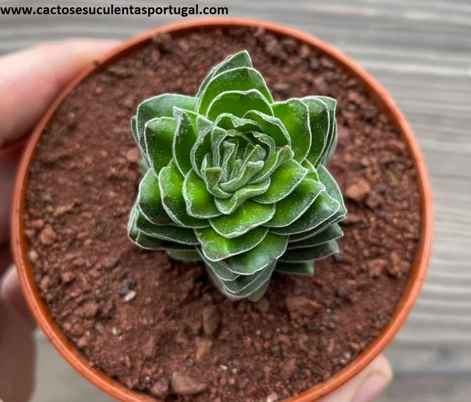 Crassula 'Buddha's Temple' forma hexagonal