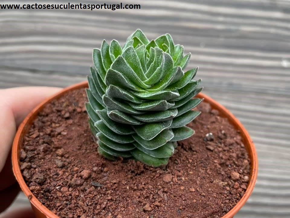 Crassula 'Buddha's Temple' forma hexagonal