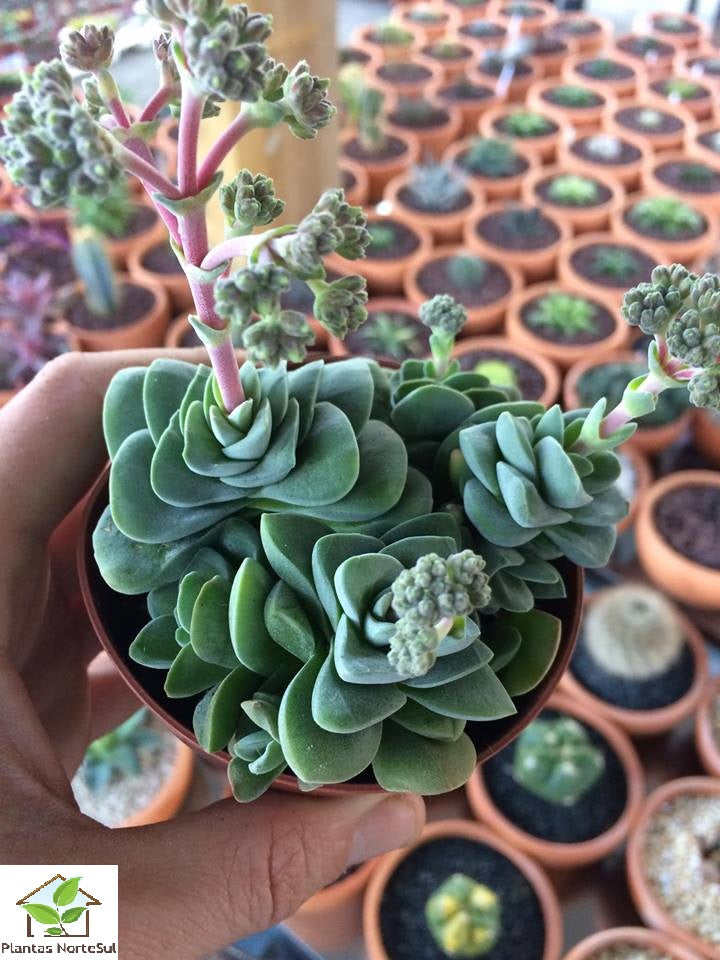 Crassula Coralita