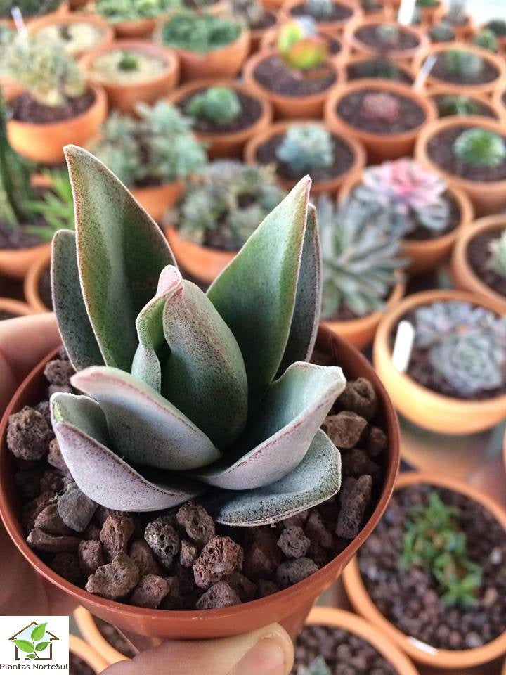 Crassula Garnet Lotus