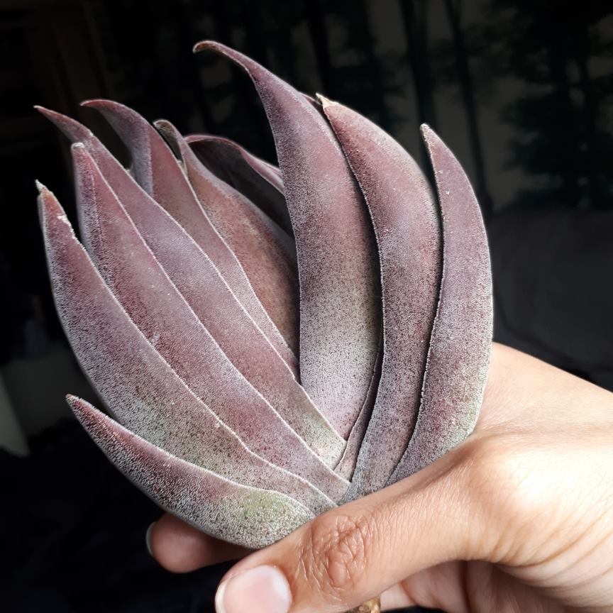 Crassula Garnet Lotus