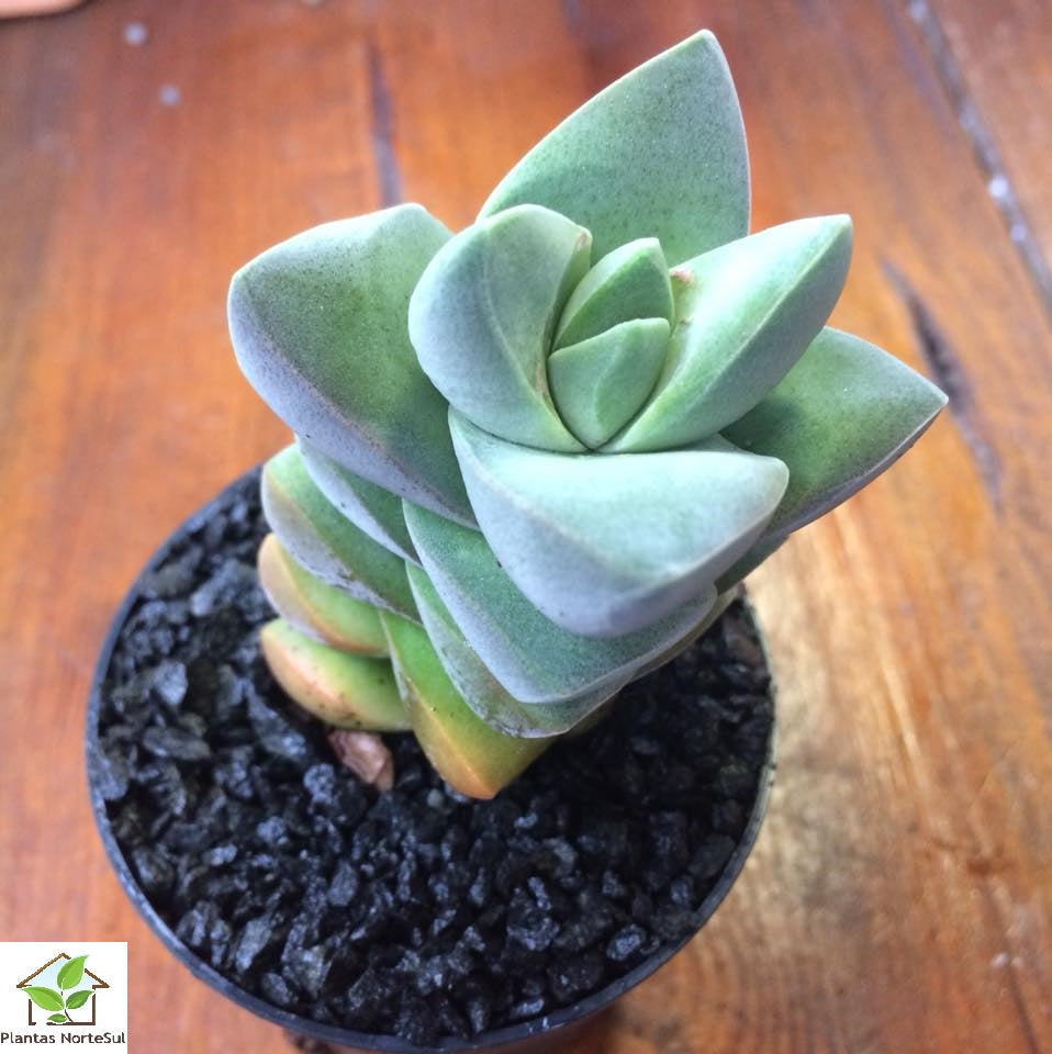Crassula Moonglow
