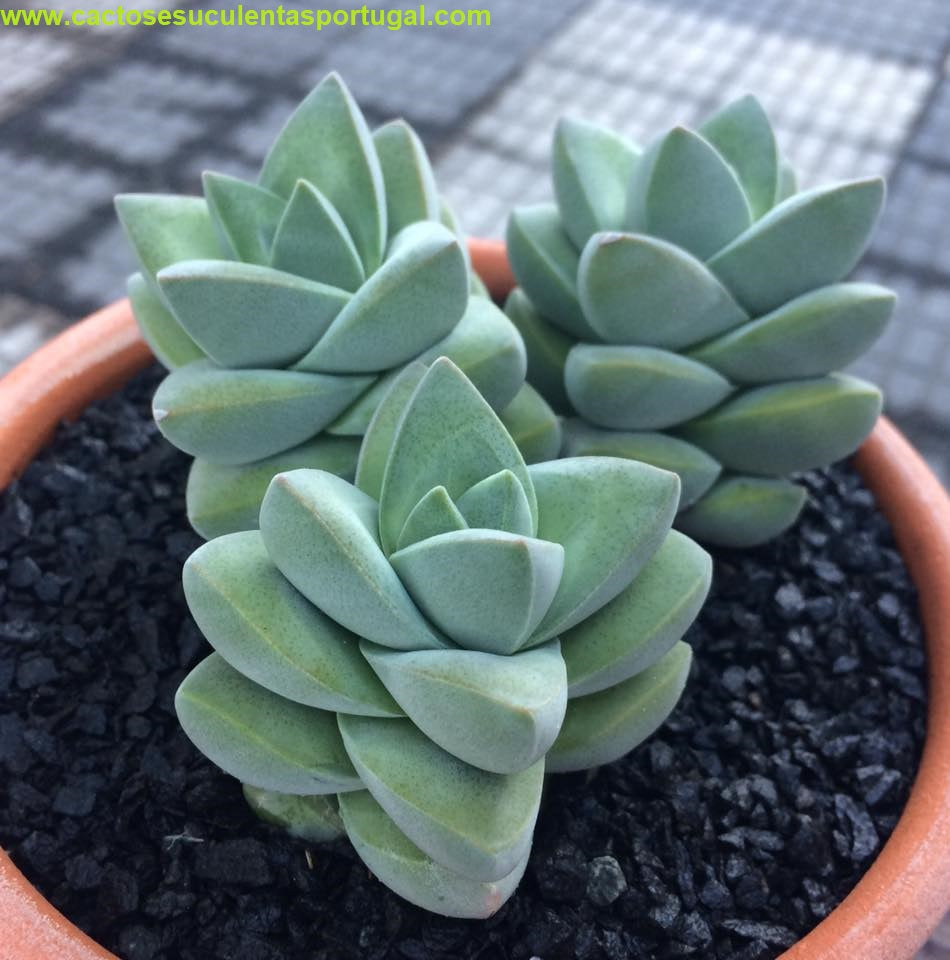Crassula Moonglow 